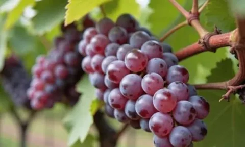 Tháng 7 nên ăn 3 loại quả này: ngon mọng, bổ như sâm, chợ Việt bán đầy giá rẻ
