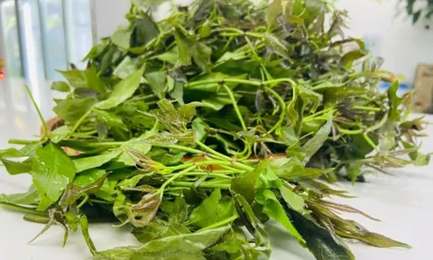 Rau ngũ bì hương, loài rau được ví như "nhân sâm rừng" bổ dưỡng, khử phong thấp, cường gân cốt, bổ gan thận