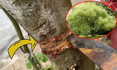 4 loại cây trồng ở nhà nào nhà đó không đau ốm hao tài, khánh kiệt