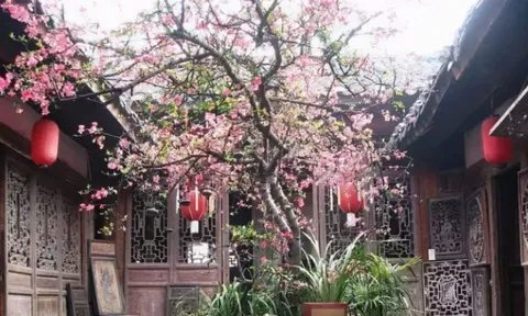 Các cụ dặn: 3 loại cây là “thần tài trong vườn nhà”, trồng 1 cây gia đạo hưng thịnh, tiền bạc rủng rỉnh