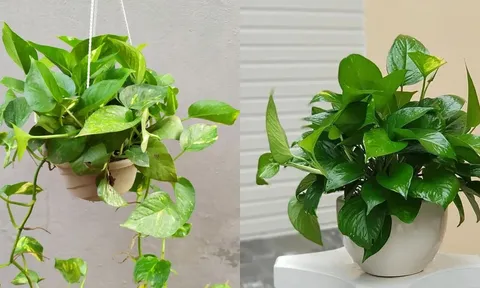 Loại cây được mệnh danh là máy lọc không khí, hút sạch 80% khí độc mỗi ngày