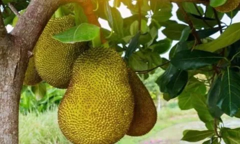 Vì sao không nên trồng cây mít trước nhà? Tổ tiên dặn kỹ, người kinh doanh càng phải tránh!