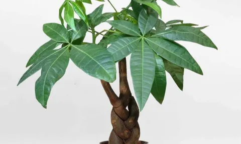 6 loại cây cảnh may mắn, tài lộc và thịnh vượng cho người mệnh Mộc