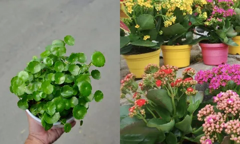 6 loại cây phong thủy trồng trong nhà, tài lộc ùn ùn kéo tới