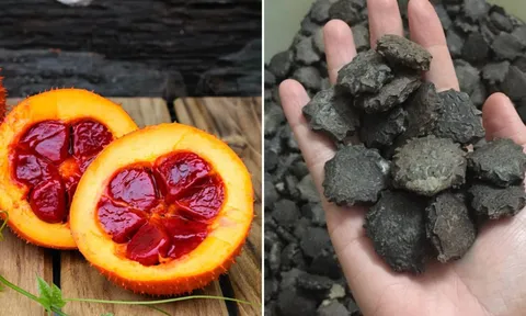 Các bài thuốc quý từ hạt gấc