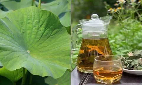 Lấy lá sen đun nước uống, cơ thể nhận được 4 lợi ích tuyệt vời