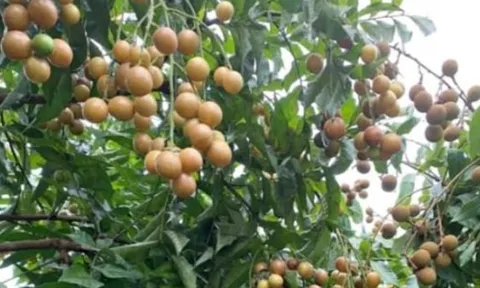 Loại quả vàng óng gây sốt mùa hè: Vừa ngon ngọt giá rẻ, vừa là vị thuốc quý dân gian ít ai ngờ tới