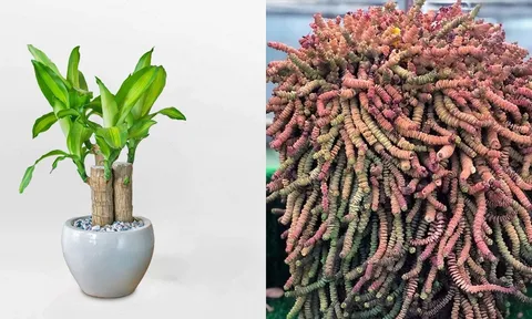 3 loại cây cảnh có tên mang ý nghĩa 'tiền tài', càng trồng càng vượng khí - tiền vào như nước