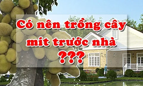 Không trồng cây mít trước nhà, ai buôn bán càng phải nhớ kĩ