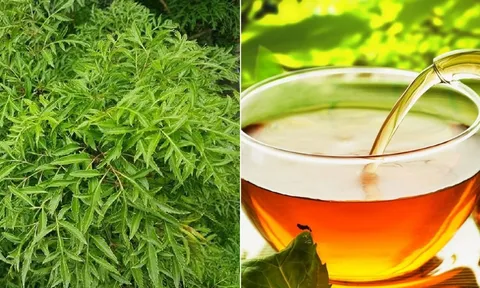 Lấy lá đinh lăng đun nước uống, cơ thể nhận được lợi ích gì?