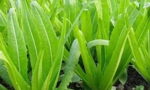 Loại rau giàu canxi gấp đôi sữa, ăn sống hay nấu chín đều bổ xương chắc khỏe
