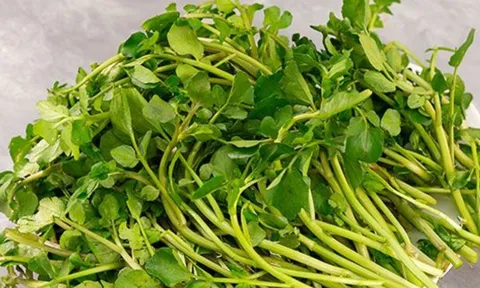 Loại rau rẻ ở chợ Việt được Mỹ công nhận nữ hoàng rau xanh, giàu canxi hơn sữa, trồng 1 lần ăn quanh năm