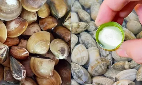 Ngâm ngao đừng dùng nước lã, thêm vài giọt này, ngao nhả cát cực nhanh