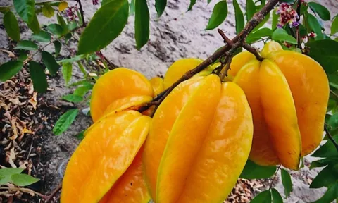Người xưa nói trồng cây khế trước nhà gia đình khỏe mạnh may mắn, nhất là người tuổi này rất hợp cây khế