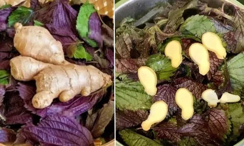 Uống nước lá tía tô nấu với gừng tốt hơn vạn thuốc bổ, cơ thể nhận được lợi ích tuyệt vời này