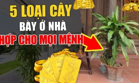 5 loại cây trấn trạch, con cháu muốn giàu đừng dại mà chặt bỏ