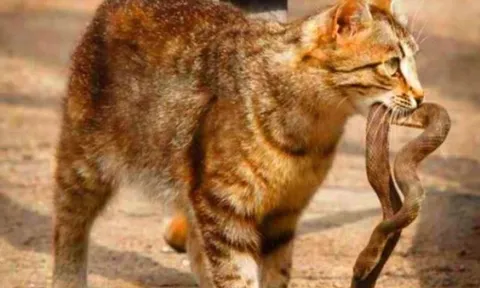 Mèo nhà rất lành nhưng gặp rắn là "không tha", lý do là gì?
