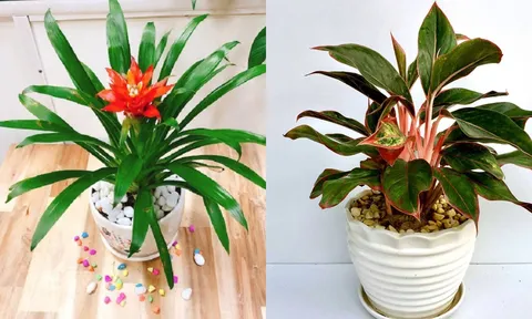5 loại hoa trồng trong nhà, vừa hút tài lộc lại vượng khí cho gia đạo, nghèo đến mấy cũng nên có 1 chậu