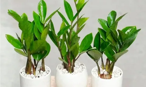 Đặt cây Kim Tiền trong nhà chuẩn phong thủy tài lộc đổ về như nước