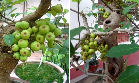 Gia chủ tuổi này trồng cây sung trong nhà như 'hổ mọc thêm cánh', lộc đến ào ào, tiền vào như nước