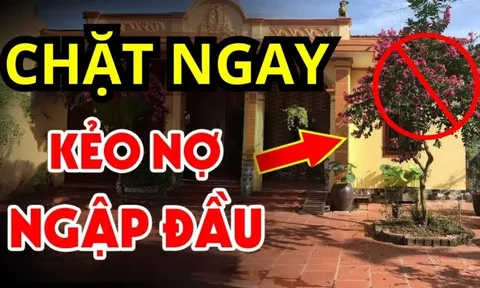 4 loại cây tưởng lành hoá dữ, chặt sớm kẻo rước họa về nhà