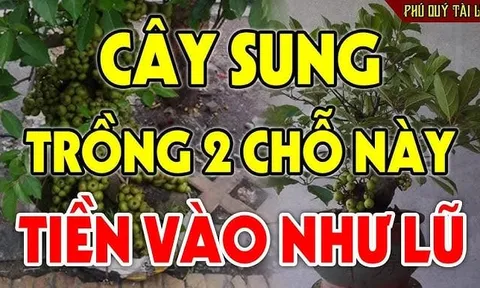 Vị trí trồng Sung “mở vận” cả nhà, Tiền tự tìm đến tận cửa