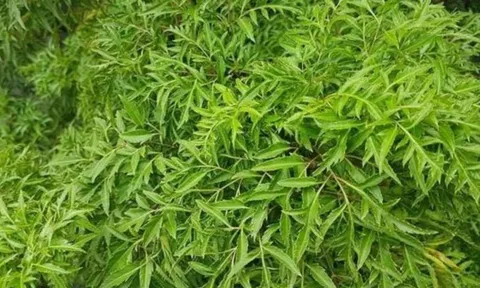 Tổ tiên khuyên: Liệu có nên trồng cây đinh lăng trước nhà?