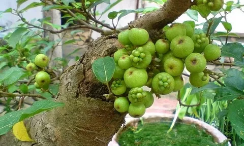 Cây sung trồng trước cổng hay sau nhà mới hút tài lộc? Gia chủ nào cũng nên biết điều này