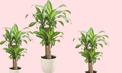 Cây cảnh Thiết mộc lan là "chìa khóa vàng" mở cánh cửa tài lộc nhưng phải biết trồng đúng vị trí đúng kiểu
