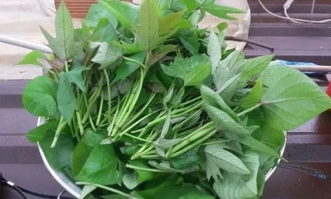 Đi chợ gặp 8 loại rau này nên mua ngay: Tươi sạch, không thuốc, ăn cực yên tâm