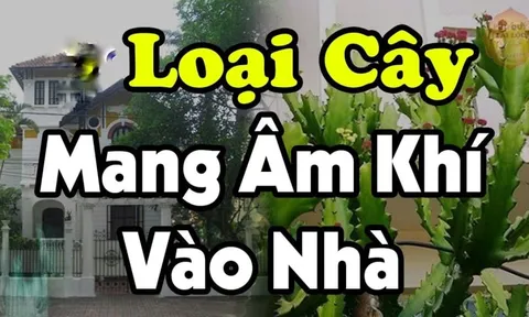 Mang cây âm vào nhà, gia đình muốn giàu cũng khó, đó là những cây nào?