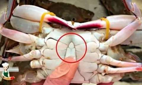 Mua cua ghẹ đừng chọn con to! 4 mẹo chọn cua ghẹ béo chắc, nhiều thịt ai cũng cần biết