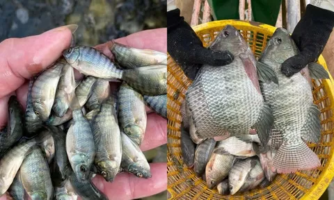 Nuôi cá rô phi kiểu mới ở Nghệ An: Cá lớn như thổi, nông dân bỏ túi tới 270 triệu đồng mỗi hecta