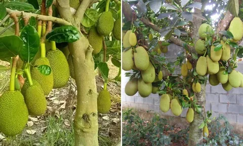 Vì sao trồng cây mít trước nhà không tốt?