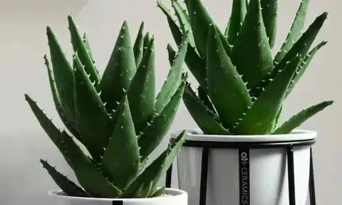 5 loại cây vừa tốt cho sức khỏe vừa hút tài lộc, được cả thầy thuốc lẫn thầy phong thủy khuyên trồng