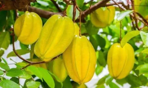 Có nên trồng cây khế trước nhà không? Giải mã phong thủy và mệnh hợp để đón tài lộc
