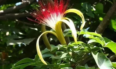 Ngũ hoa nở trong nhà, con cháu 3 đời vẫn hưởng giàu sang phú quý