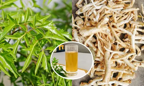 Tác dụng của nước rễ đinh lăng: Có 3 nhóm người không nên sử dụng