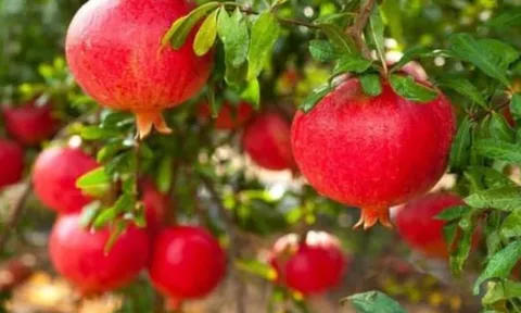 4 loại cây phong thủy càng trồng càng giàu: chặt đi là mất lộc, tiền bạc đội nón ra đi