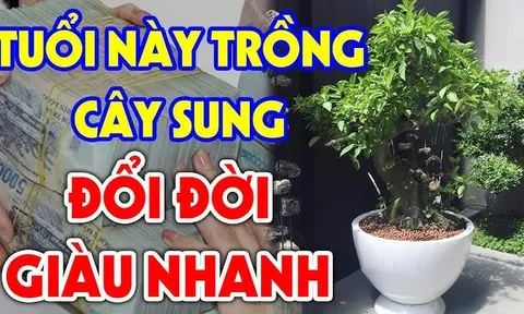 Trồng Sung Cực Thịnh: 3 tuổi hợp mệnh trồng 1 cây Tiền - Tài đủ cả