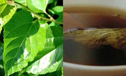 Lá dâu tằm – "thần dược" dân dã giúp ngăn rụng tóc, mọc tóc dày và cải thiện sức khỏe toàn diện