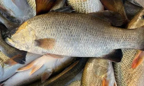 Loại cá tốt hơn cá hồi, ngọt thịt, ít xương, giàu omega-3: Gặp được là phải mua ngay