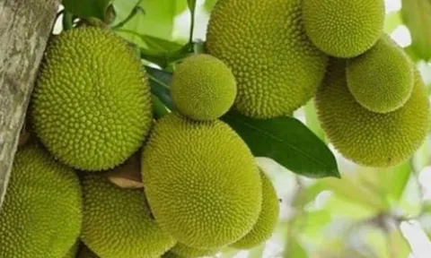 Người xưa cảnh báo: Tuyệt đối không trồng cây mít trước nhà, đặc biệt với người buôn bán, vì sao thế?