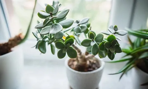 Top 5 loại cây cảnh để bàn làm việc mang lại may mắn, tài lộc