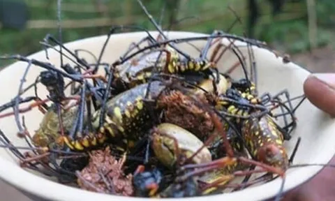 Đặc sản “lộc trời” chỉ có sau mưa: xưa bị bỏ, nay bán 250.000 đồng/kg vẫn cháy hàng