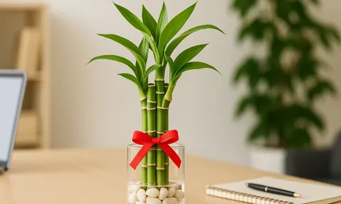 Đặt cây ở đâu trong nhà để thu hút tiền tài vào năm 2025?