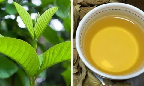 Loại lá dân dã nhà nào cũng có, có rất nhiều tác dụng tốt mà không phải ai cũng biết hết