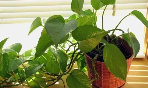 Vị trí trồng cây trầu bà giúp “hút lộc như nam châm”, Thần Tài tự tìm đến gõ cửa