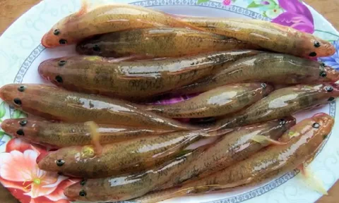 4 loại cá không thể nuôi nhân tạo, thịt bổ không tanh, thấy đừng tiếc tiền mua