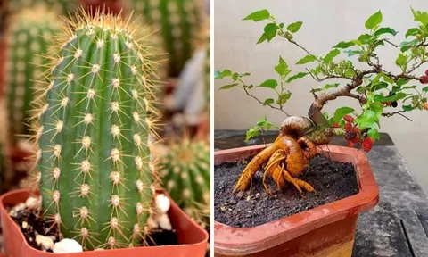 4 loại cây "âm thịnh dương suy", nhà có 1/4 cây thôi Nợ Ngập Mặt quanh năm